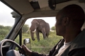 Tarangira Elefant01